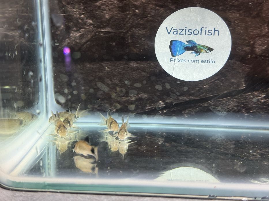 Corydora Panda e outras