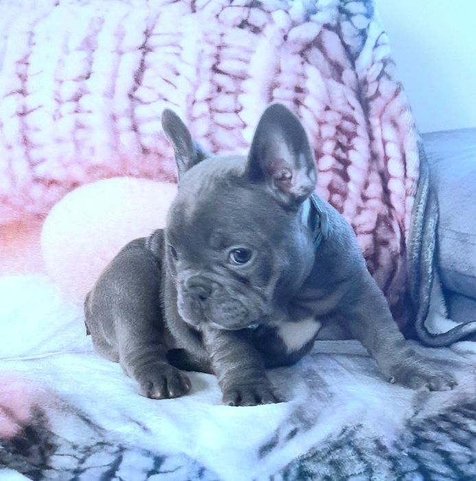 Buldog francuski sunia i piesek