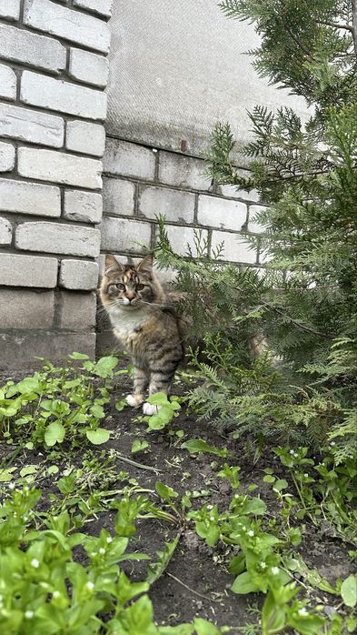 Мейн-кун кошеня дівчата