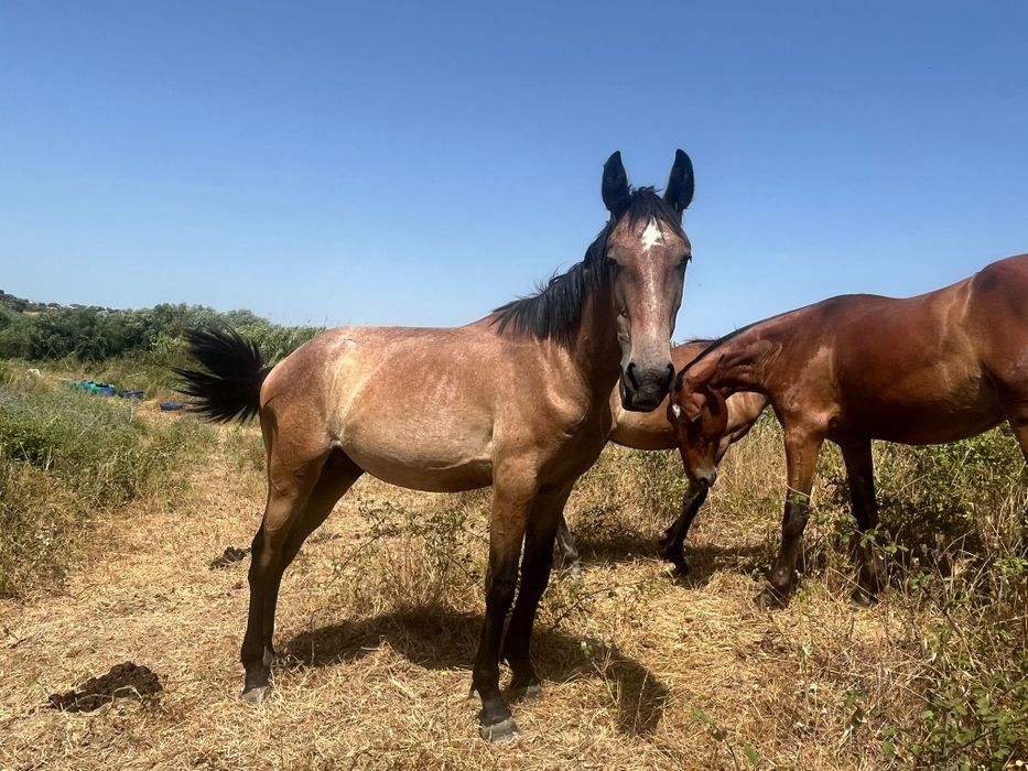 Vendo cavalos Lusitanos, éguas, poldros, poldras (Ler descrição)