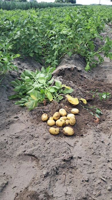 Młode ziemniaki z własnej przydomowej uprawy