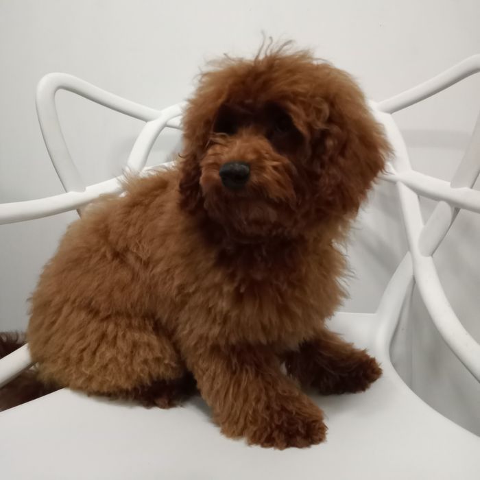 Той-Пуделята хлопці