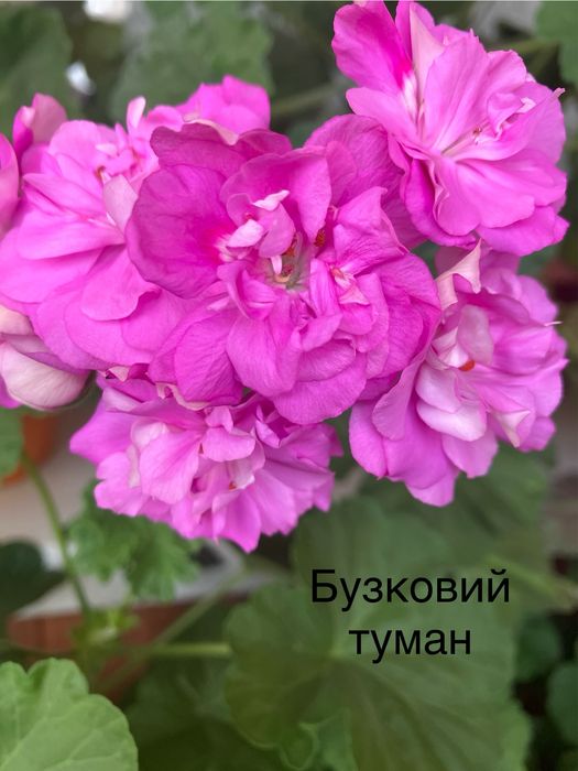 Сортові пеларгонії