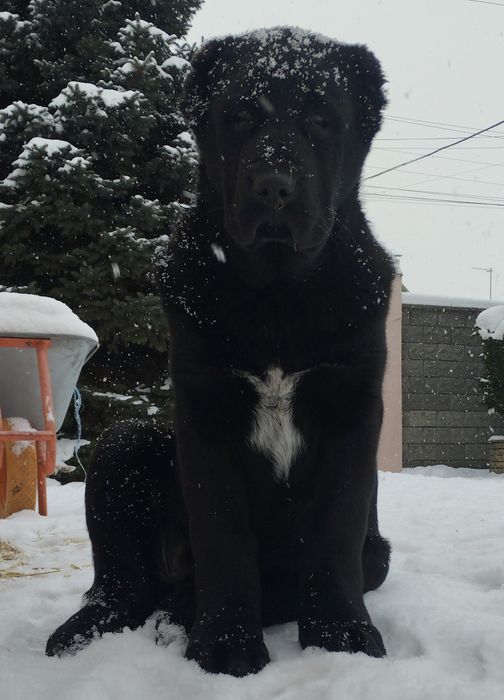 Продам чорних цуценят САВ