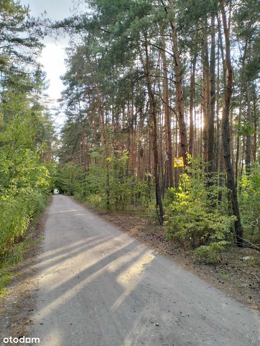 Malownicza działka budowlano-leśna okolice Hłaski i Graniczna