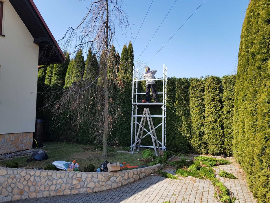 Przycinanie drzew. Żywopłoty. Pielęgnacja ogrodów.Oczyszczanie działek