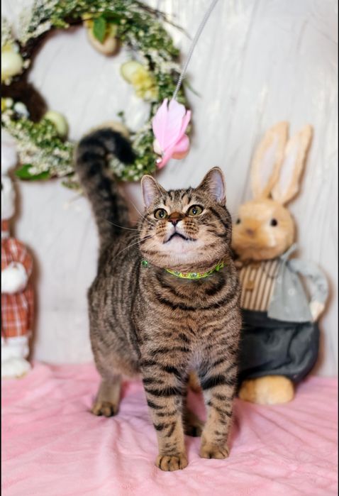 Продаж шотландських котиків
