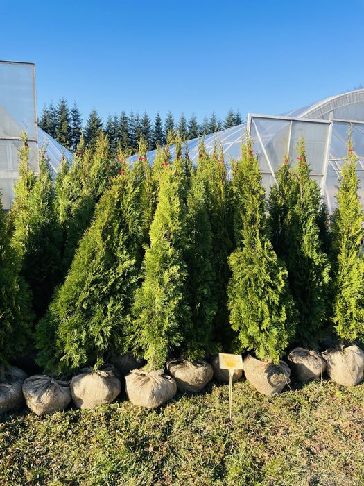 Tuja Szmaragd 180 -200 cm