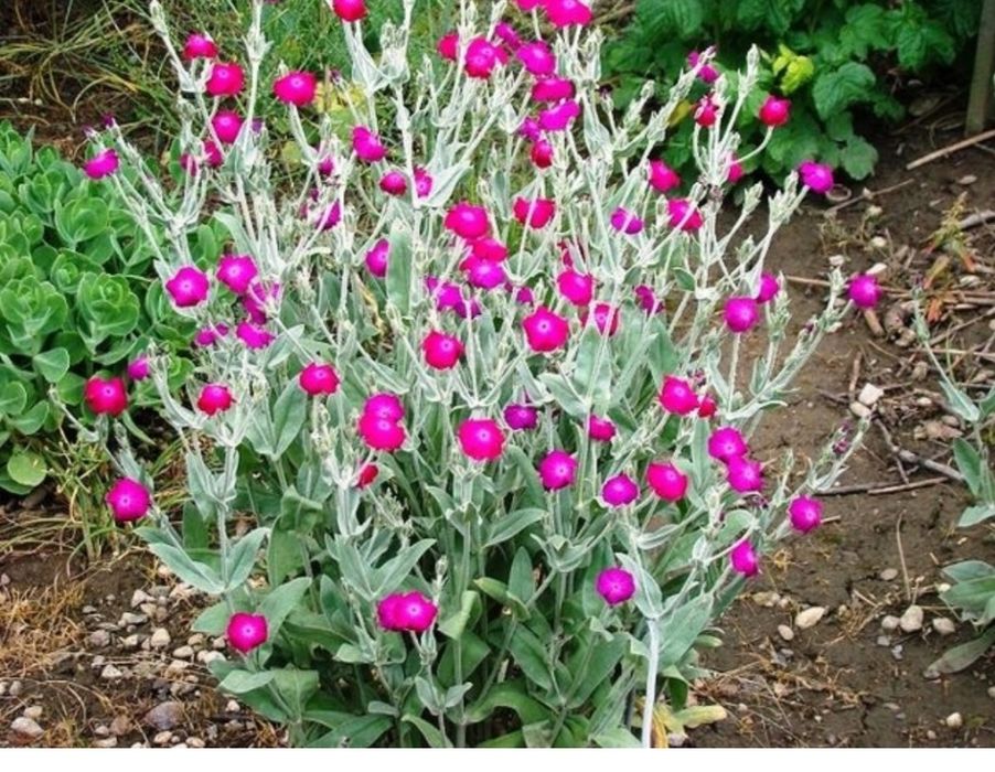 Firletka purpurowa 10