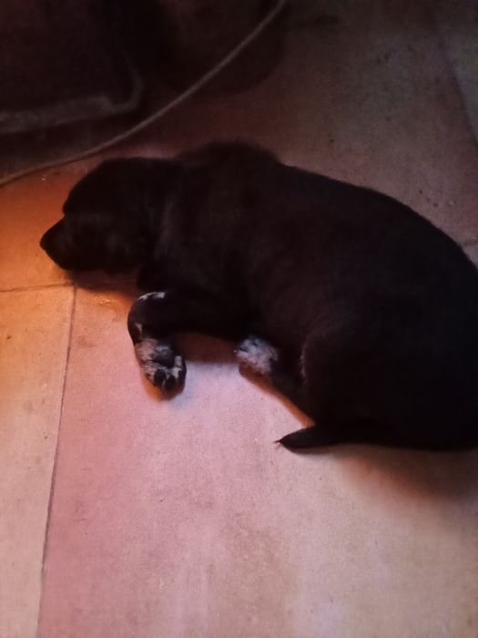 Cachorrinho para adoção