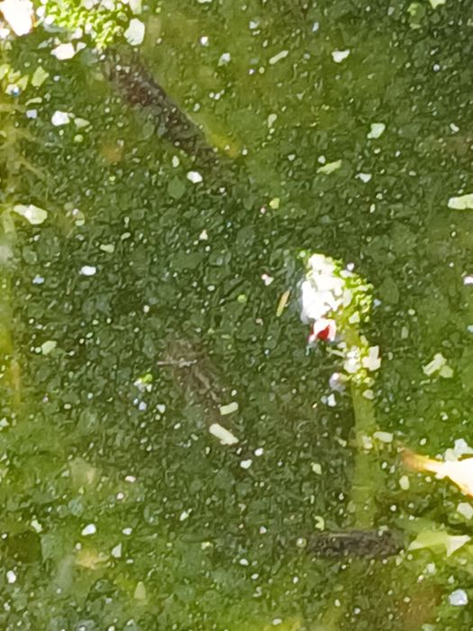 Peixes de aquário ou lago de água fria