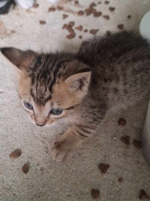 Animais para adopção
