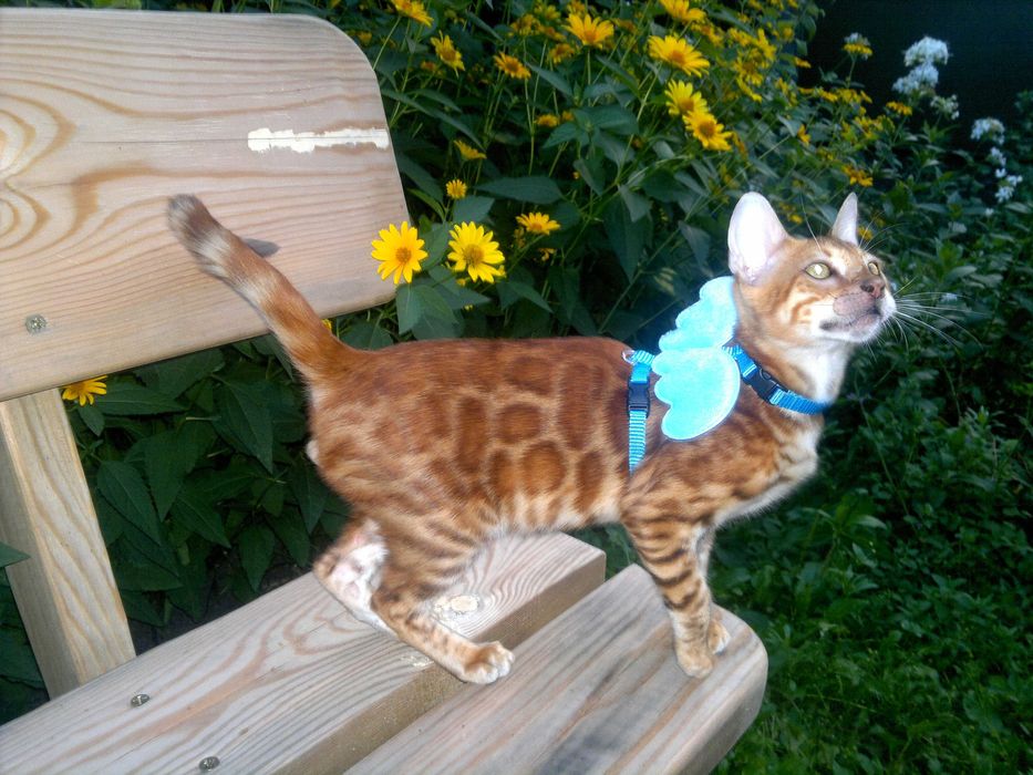 Лагідний BENn24 бенгальський хлопчик любимчик чи в розведення