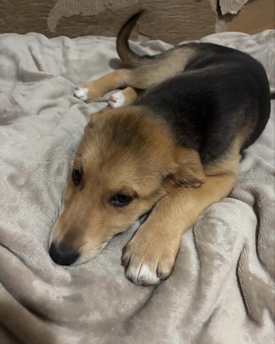 Bebé para adoção responsável