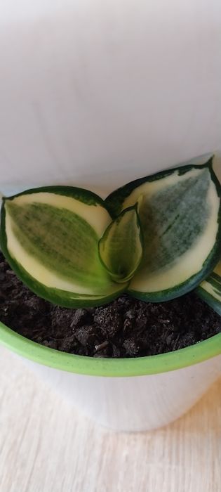 Сансиверія ханні лайм