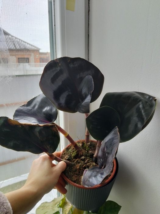 Геогенантус Черная жемчужина