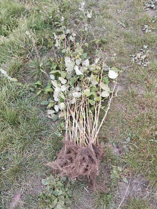 Продам саджанці літньої малини