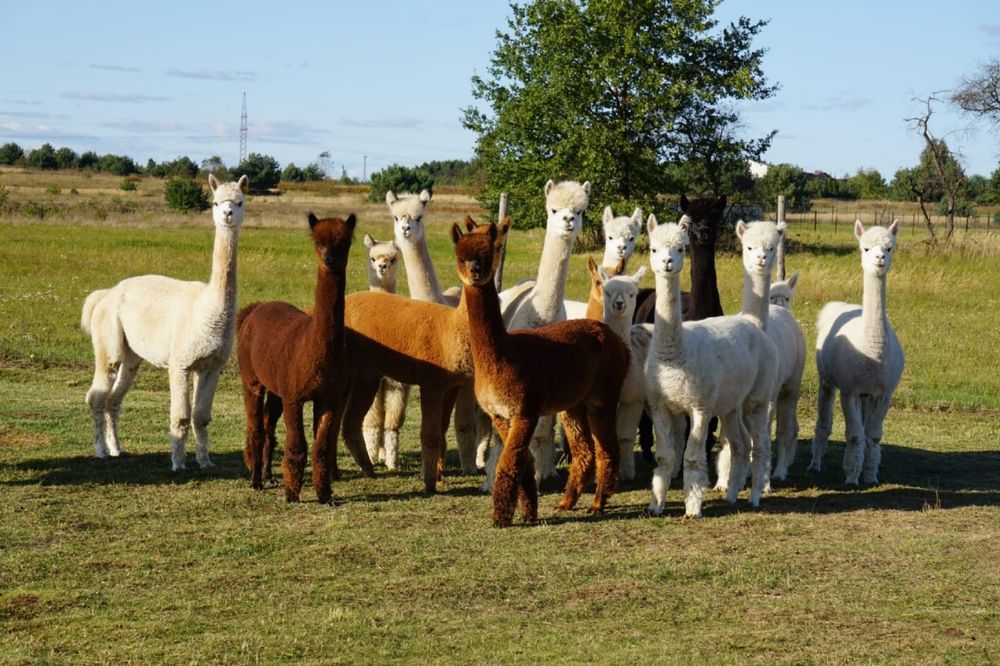 Alpaka samiec samica