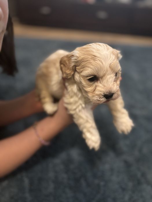 Szczeniak maltipoo