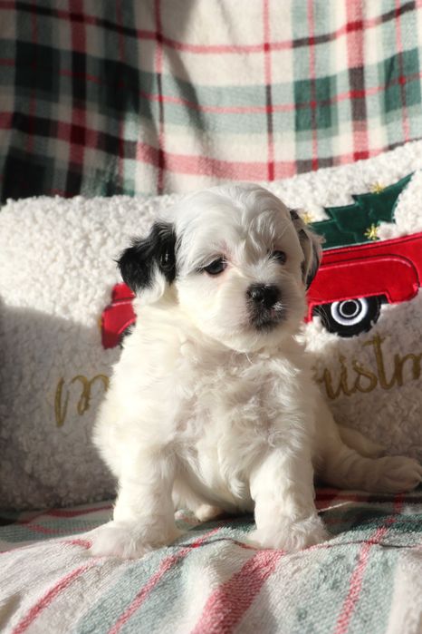 Maltipoo Biało Czarna Sunia Toy pudel White Dziewczynka Zobacz Filmik