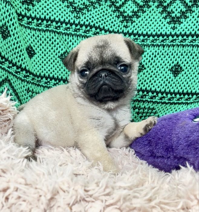 Вьібор мопсиков,щенульки