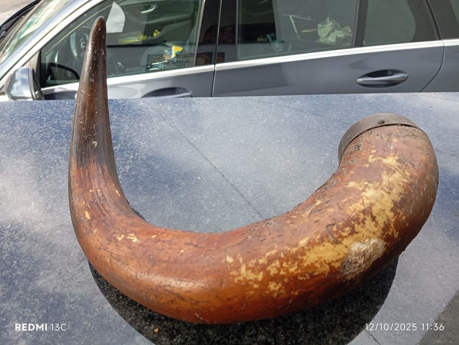 Corno real com aplique para pendurar