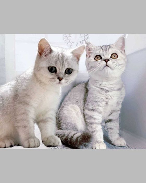 Чистокровні котики!