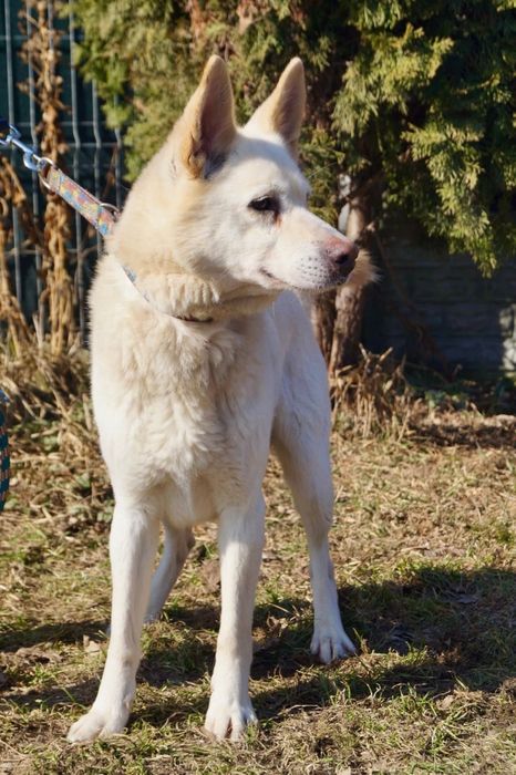 Biały mix husky szuka domu
