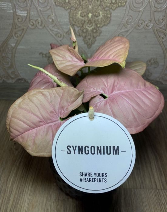 Сингониум Неон Пинк