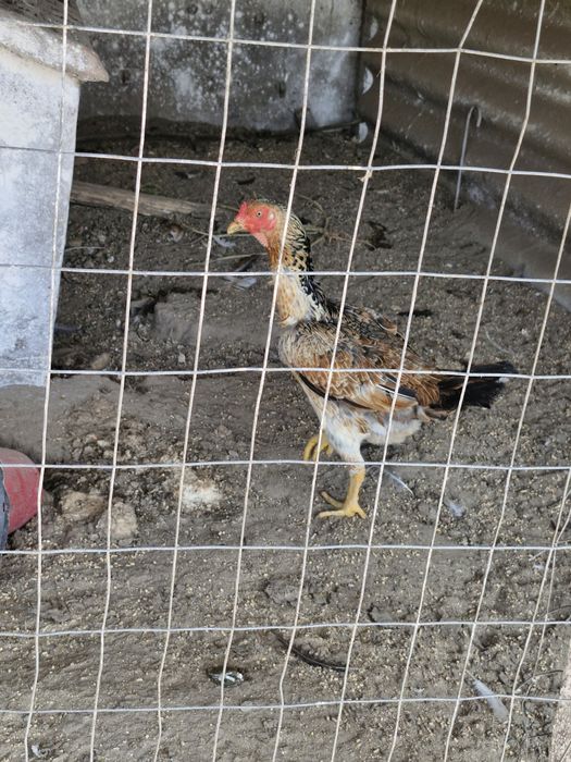 Galinhas   indio gigante com  90cmm