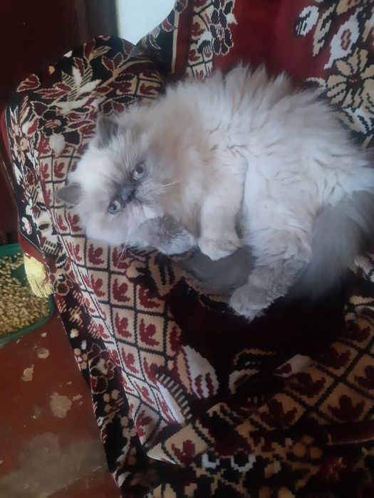 Персидська кішечка