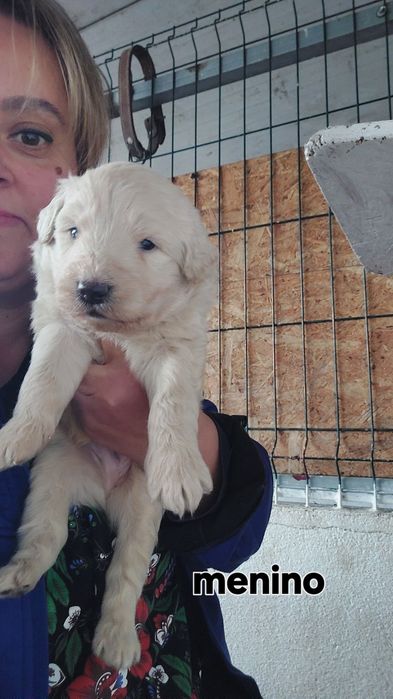 Os pequenos amores a procura da nova família