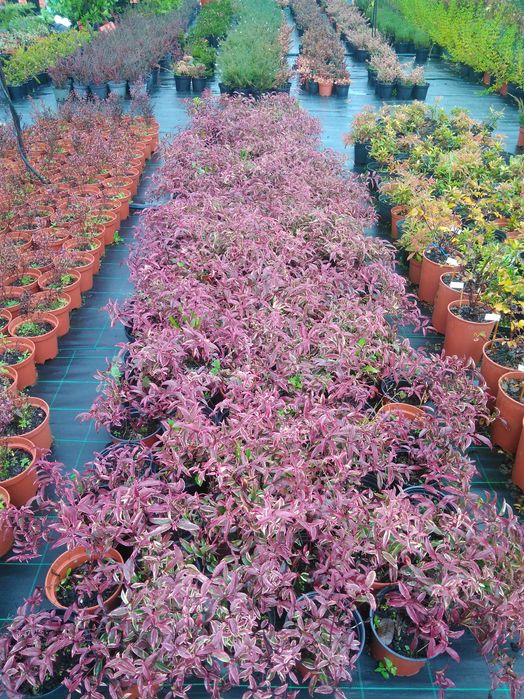 Plantas ornamentais a preços de revenda