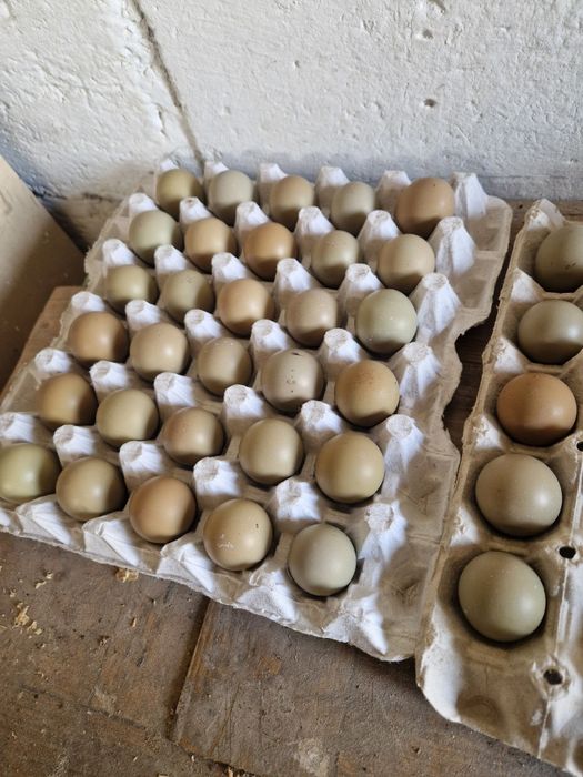 Jajka bażanta polnego