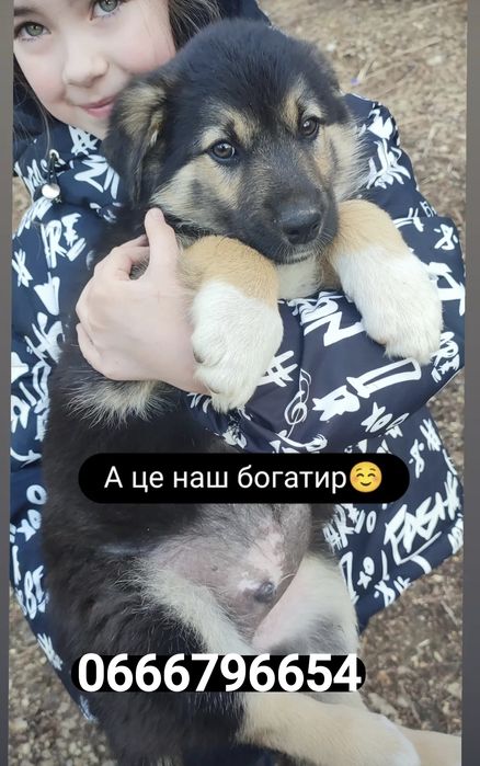 Цуценята три хлопа три дівчини