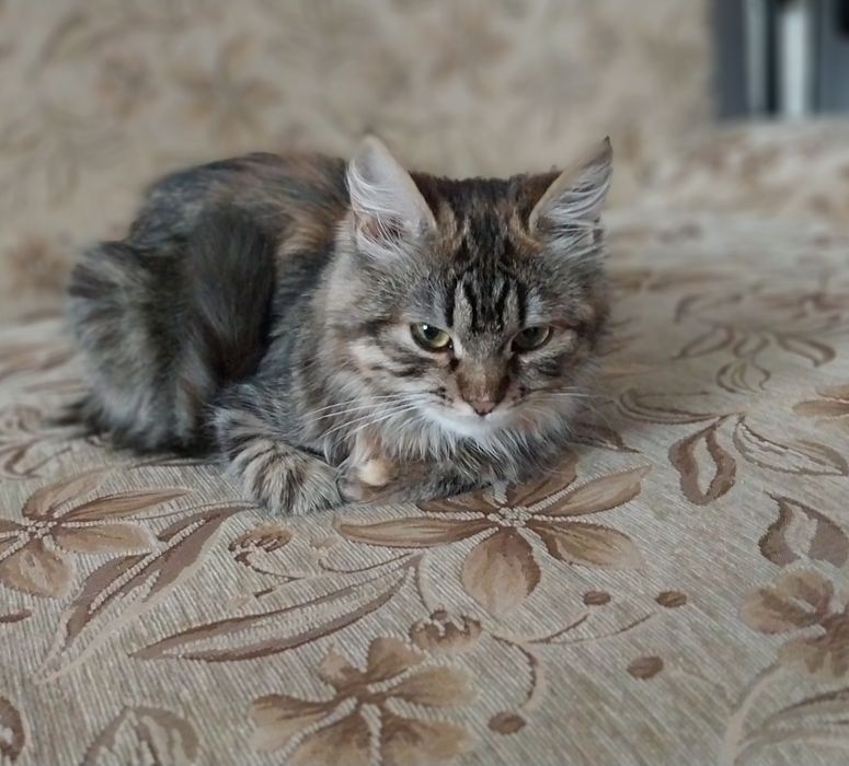 Віддам сіру кицю у добрі руки