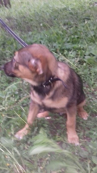 Щенки даром. Охранники.