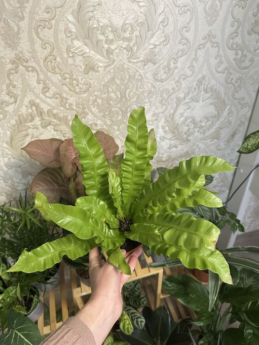 кімнатні квіти рослини