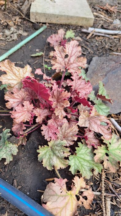 Саджанці гейхери.