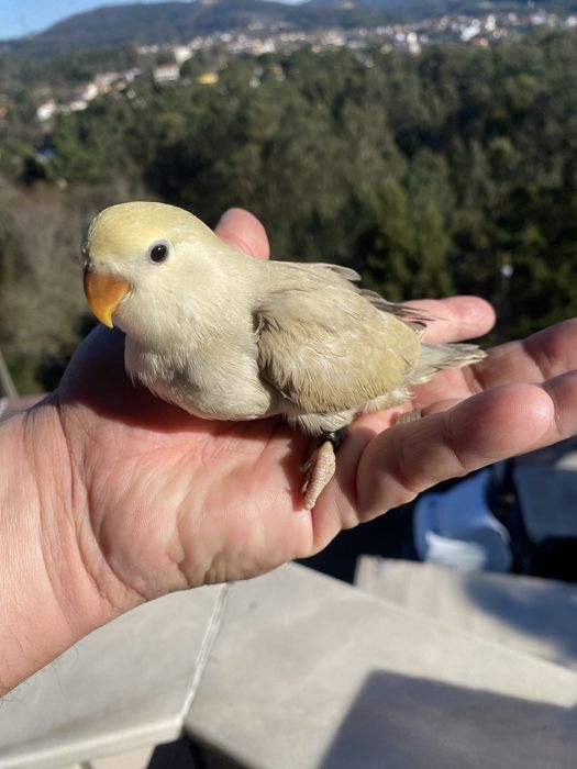 Agapornis domesticado