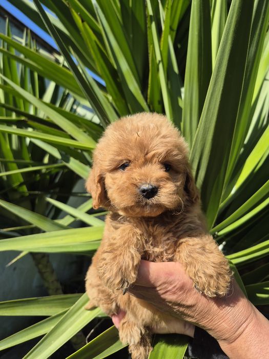 Maltipoo fofinho