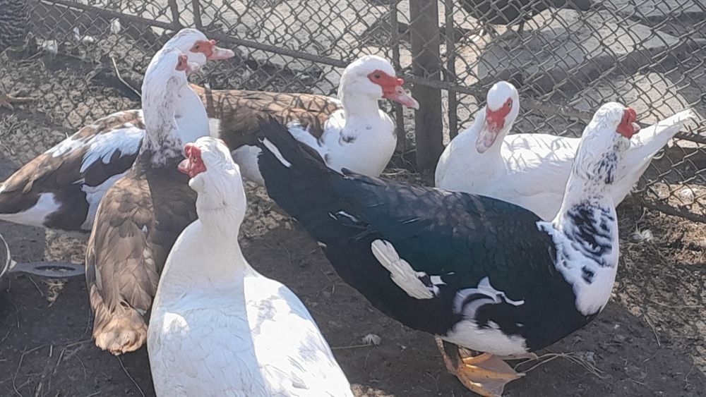 Продам індокачок