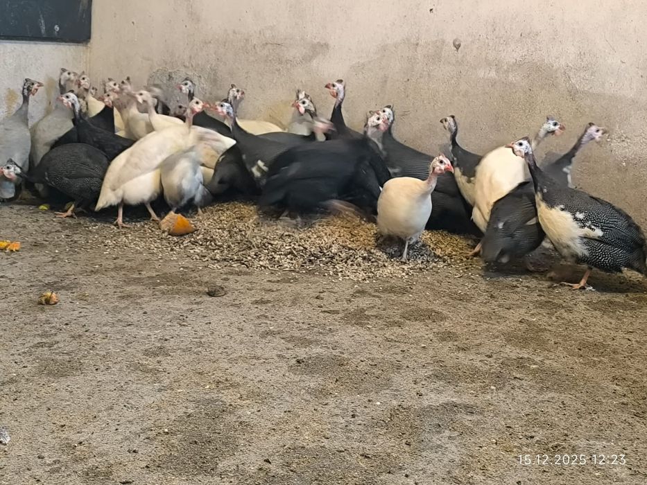 Perliki samce 20 tygodniowe