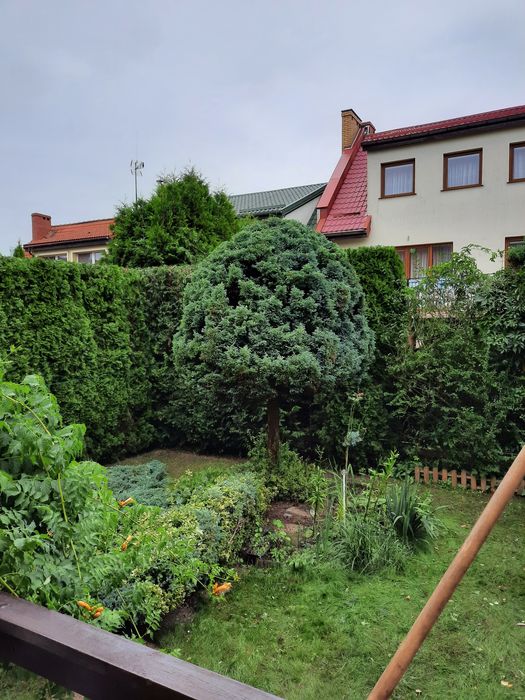 Wycinka przycinka drzew i żywopłotu