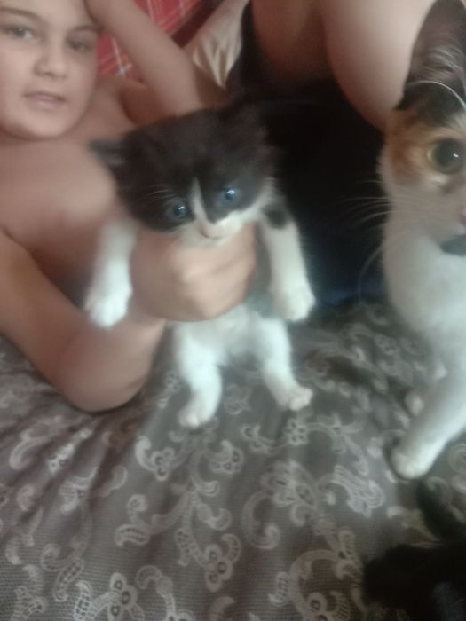 Котята ищут своих хозяев