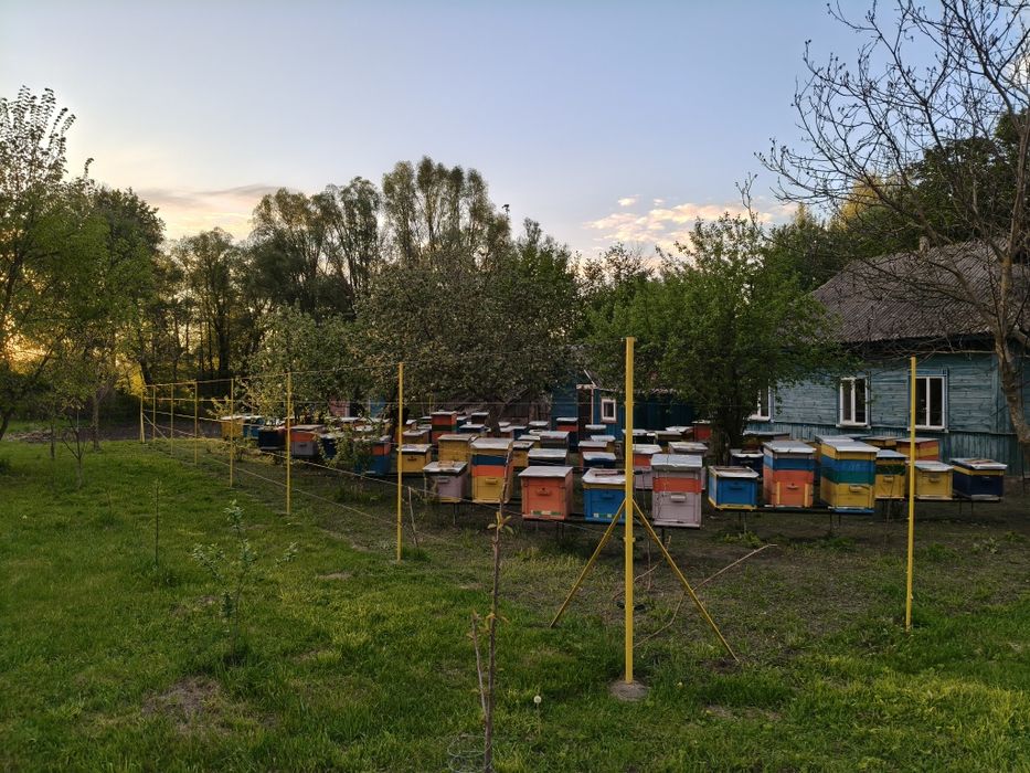 Пчелосімї,Бджолосімї, пчелопакети, пчелосемьи