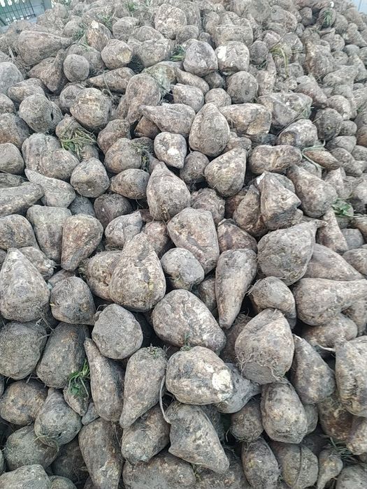 Marchew dla zwierząt,  inne warzywa na paszę,  dowóz