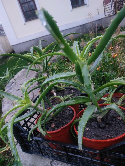 Колюча   квітка  АЛОЕ .  Район  Лялі Убийвовк.