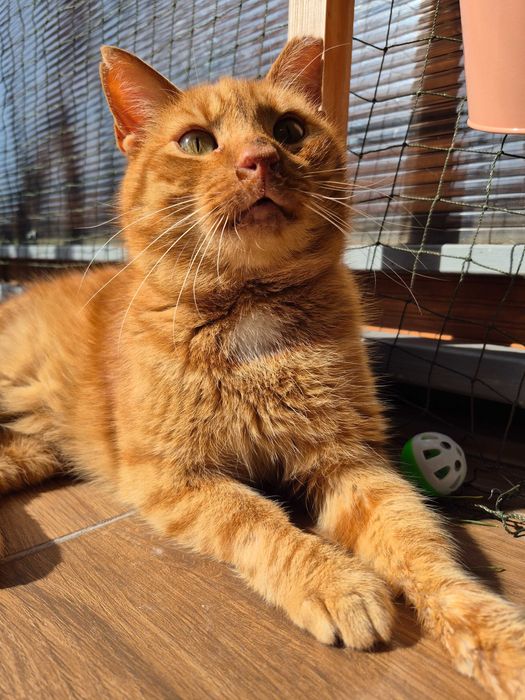 Rudy kocurek szuka swojego miejsca