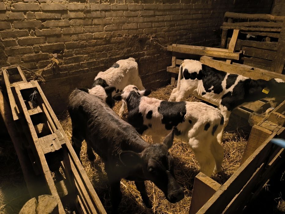 Sprzedam byczki mięsne